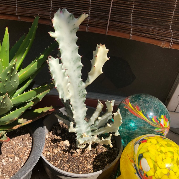 Plant image Euphorbia lactea 'White Ghost'