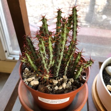 Euphorbia aeruginosa 'Schweick'