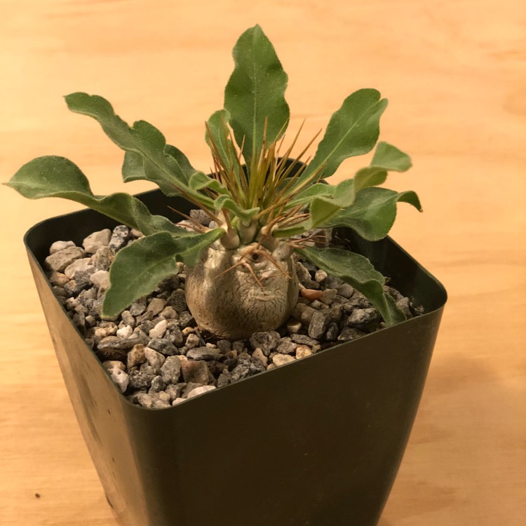 Plant image Pachypodium namaquanum