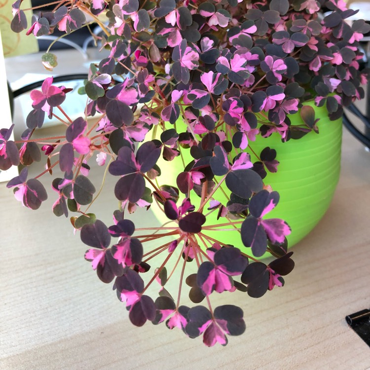 Plant image Oxalis 'Plum Crazy'