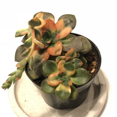 Echeveria Chroma