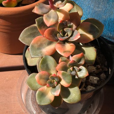 Echeveria Chroma