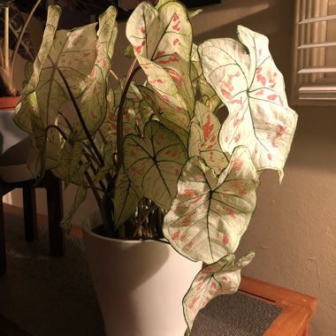 Caladium 'Strawberry Star'