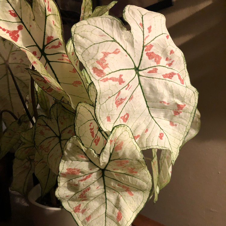 Plant image Caladium 'Strawberry Star'