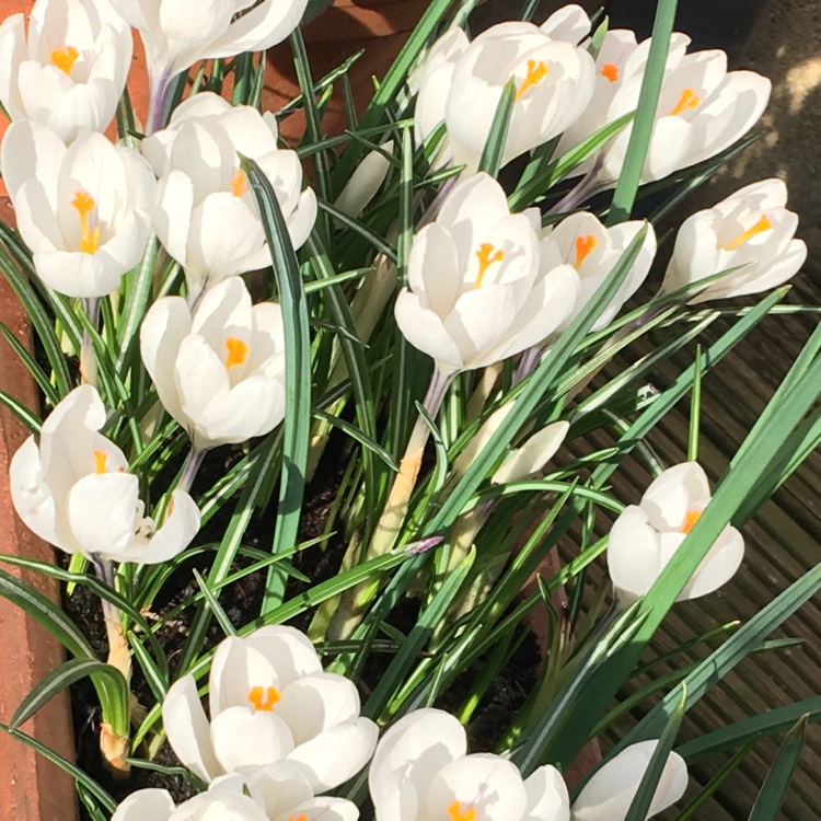 Plant image Crocus vernus 'Jeanne d'Arc' syn. Crocus vernus subsp. albiflorus 'Jeanne d'Arc', Crocus x cultorum 'Jeanne d'Arc', Crocus 'Joan of Arc'