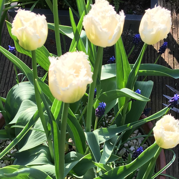 Plant image Tulipa 'Swan Wings'