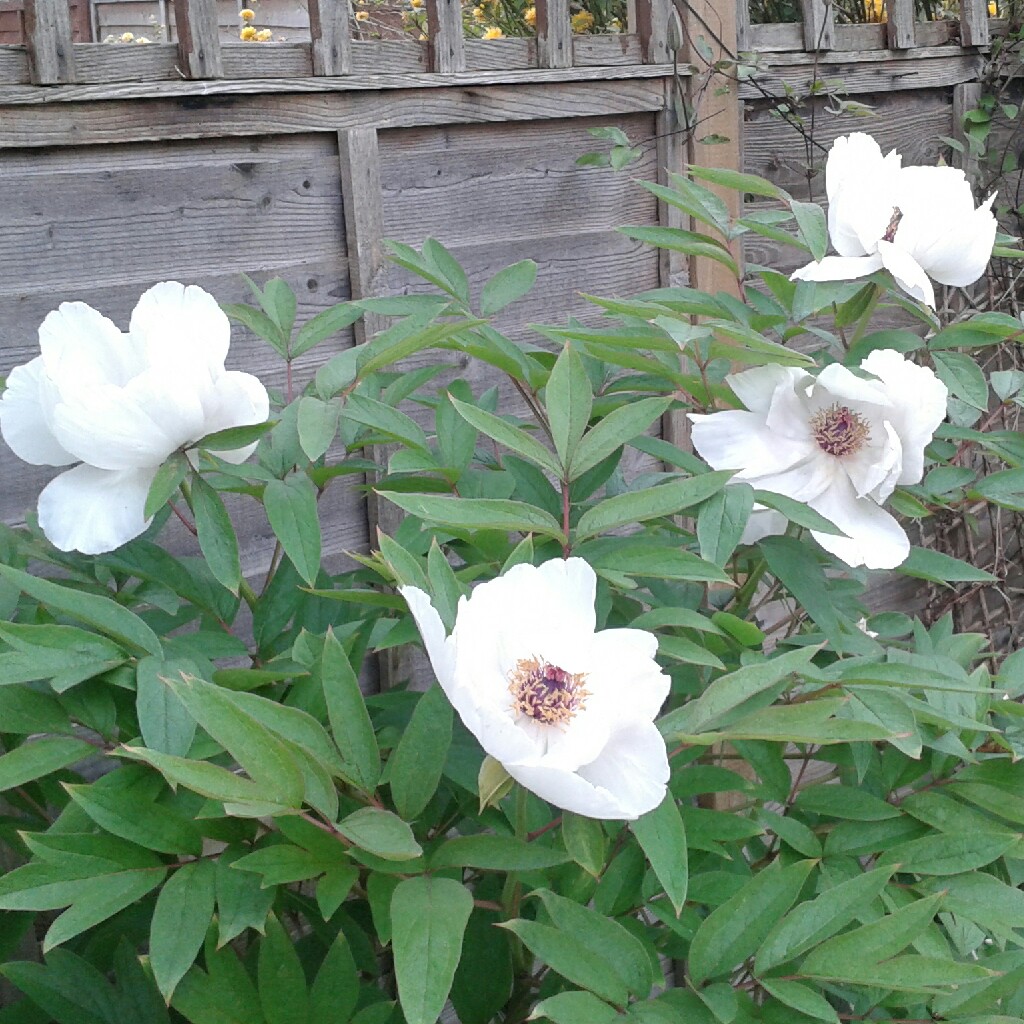 Tree Peony 'Duchess of Kent'