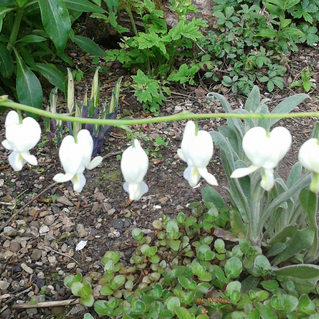 Bleeding Heart 'Alba'