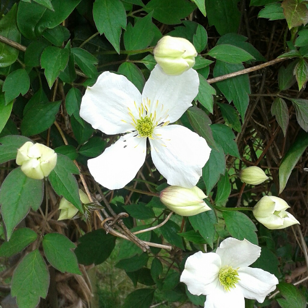 Clematis 'Rubens'