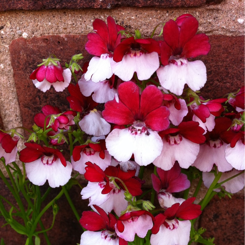 Plant image Nemesia strumosa 'St George'