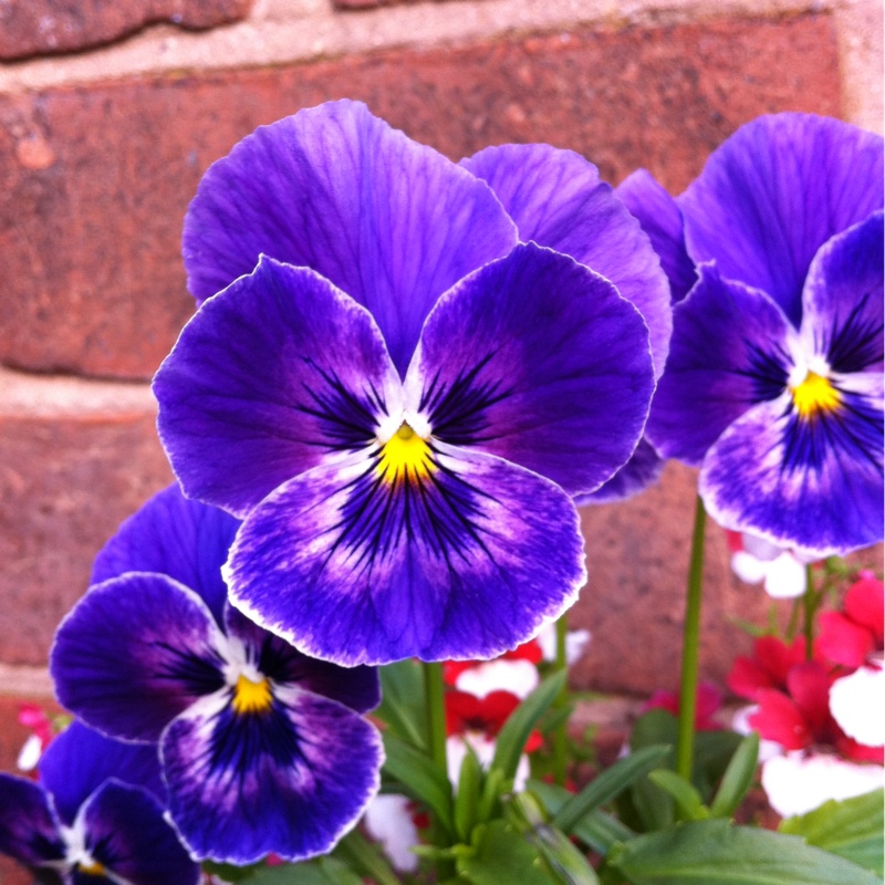 Plant image Viola x wittrockiana 'Imperial series'