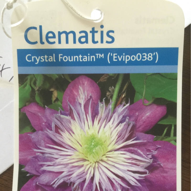 Plant image Clematis 'Crystal Fountain'™ evipo038