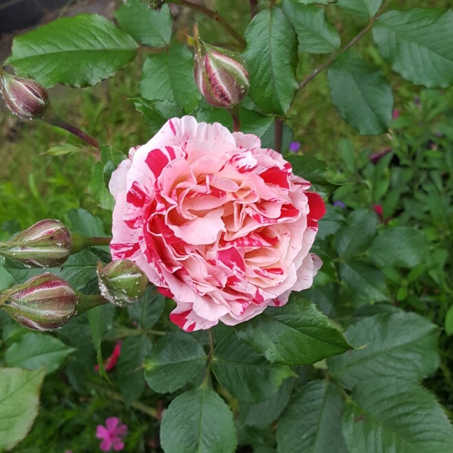 Plant image Rosa gallica 'Versicolor' syn. Rosa mundi, Rosa 'Mundi', Rosa mundi 'Versicolor'