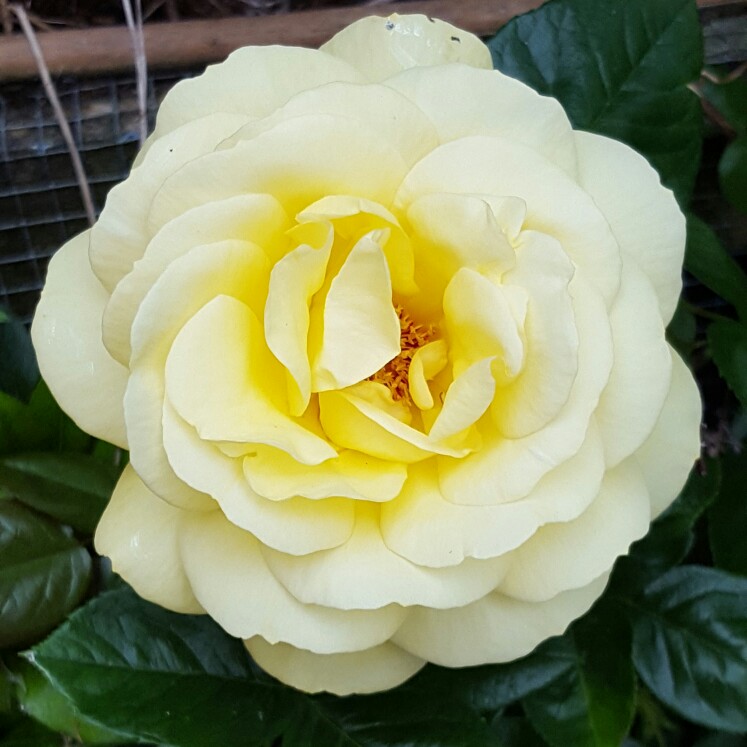 Rose (Hybrid Tea)