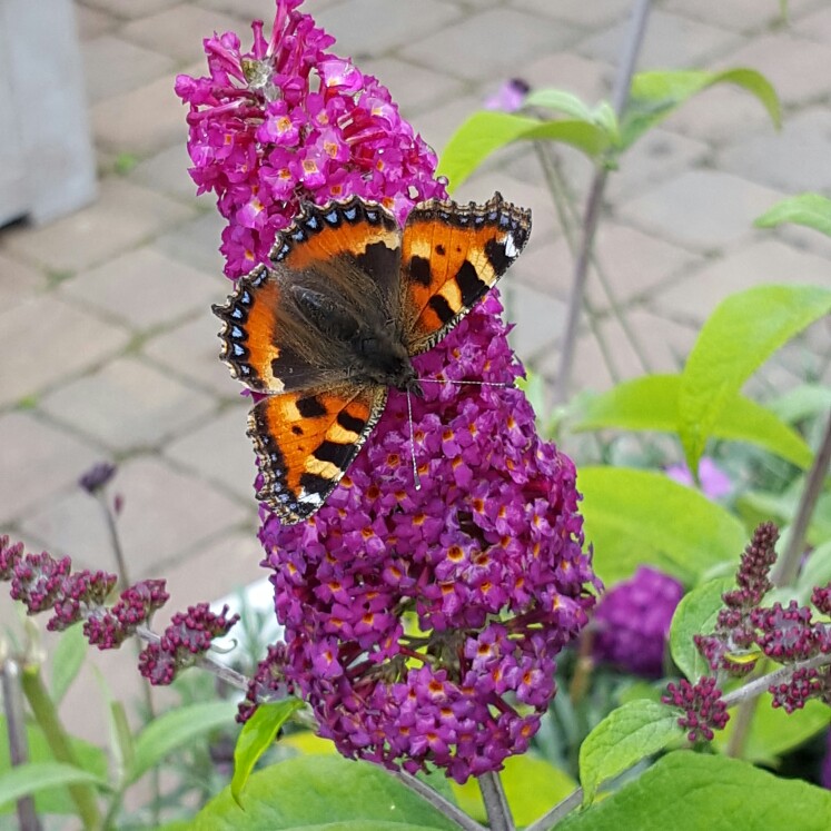 Debbie's garden