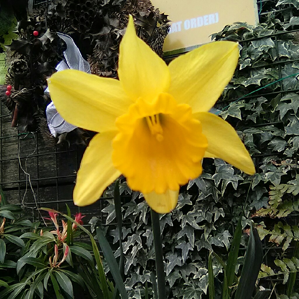 Daffodil