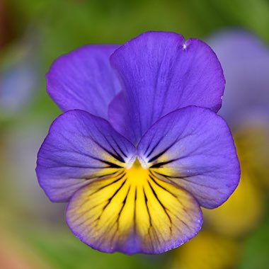 Pansy