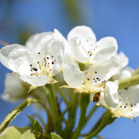 plant image 189178