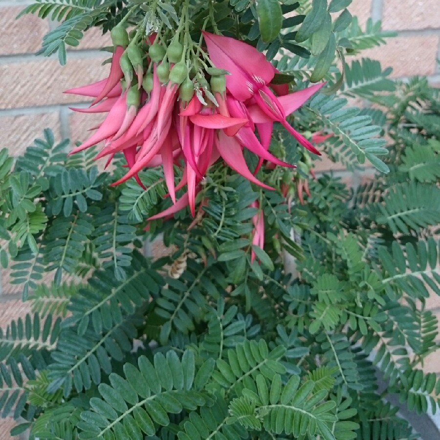 Plant image Clianthus puniceus syn. Clianthus puniceus 'Kaka Beak' ;  Clianthus puniceus 'Red Admiral'