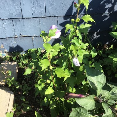 Rose Of Sharon