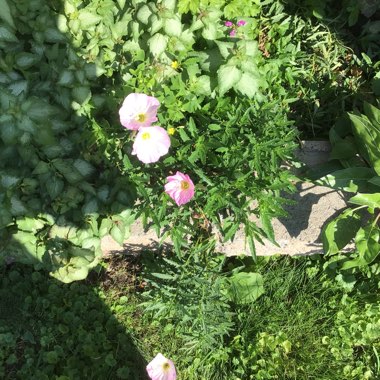 Evening Primrose 'Pink Petticoats'