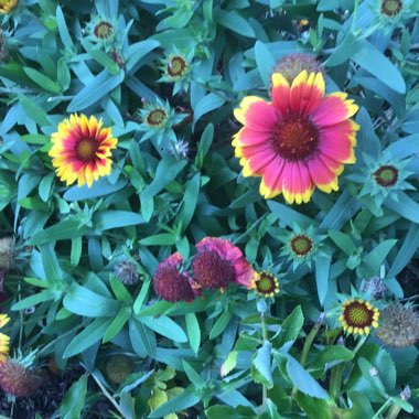 Blanket Flower 'Dazzler'