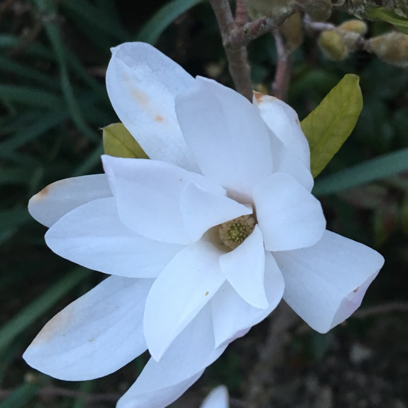 Magnolia 'Leonard Messel'