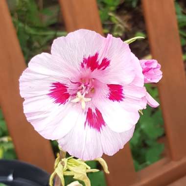 Anisodontea Malvastroides