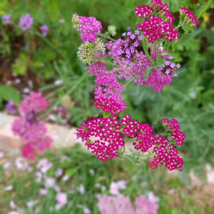 Plant image Achillea millefolium 'Cassis'