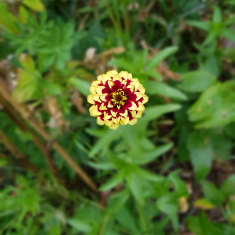 plant image 1133597