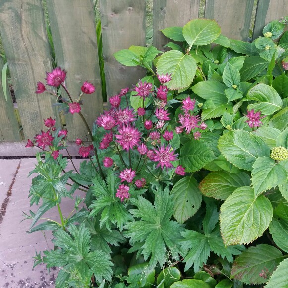 Plant image Astrantia major 'Rubra'