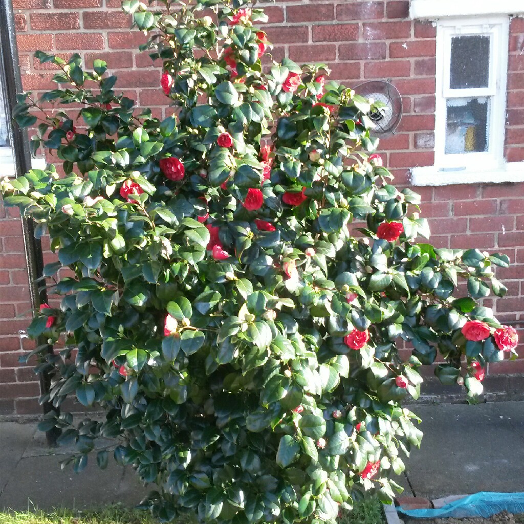 Plant image Camellia japonica 'Betty Foy Sanders'