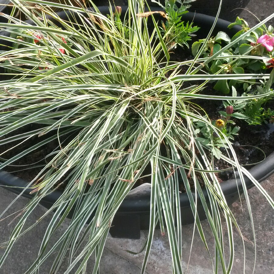 Plant image Carex oshimensis 'Everest'