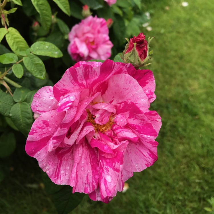 Plant image Rosa gallica 'Versicolor' syn. Rosa mundi, Rosa 'Mundi', Rosa mundi 'Versicolor'