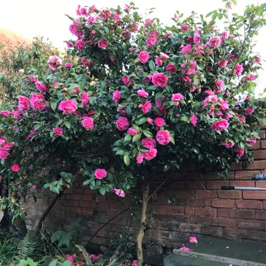 Camellia x williamsii 'Debbie'