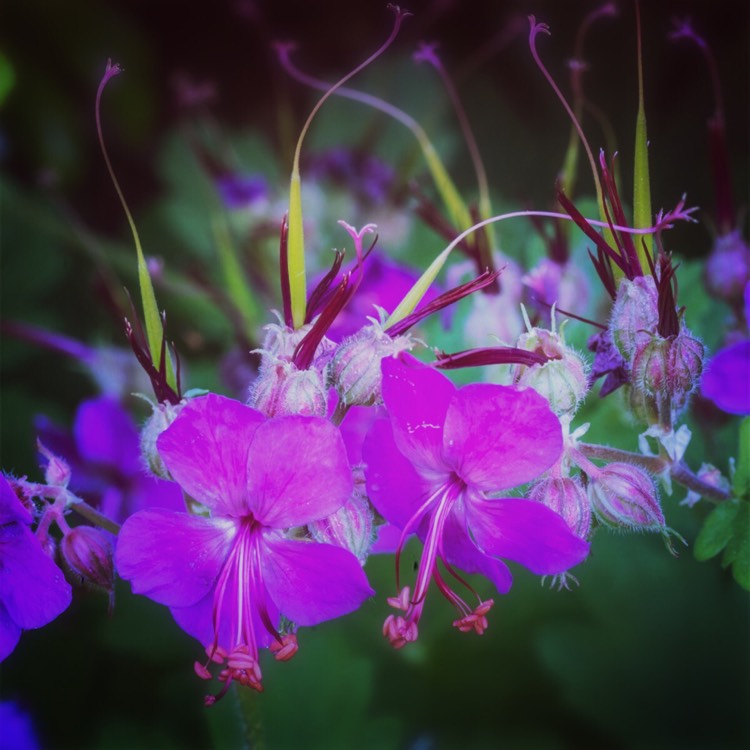 Plant image Geranium macrorrhizum 'Mytikas'