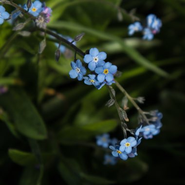 Myosotis arvensis