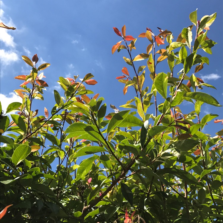 Plant image Photinia davidiana