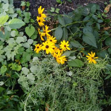 Black-Eyed Susan