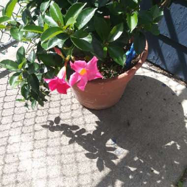 Mandevilla 'Vermillon'