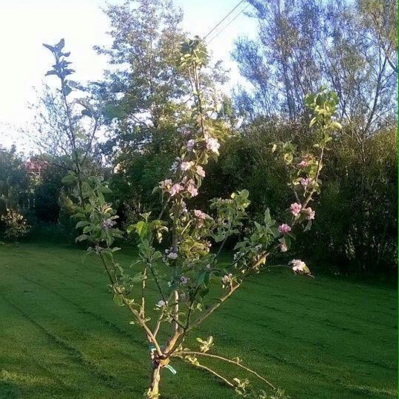 Apple 'Honeycrisp'