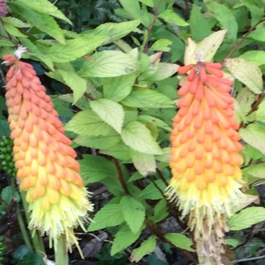 Red Hot Poker