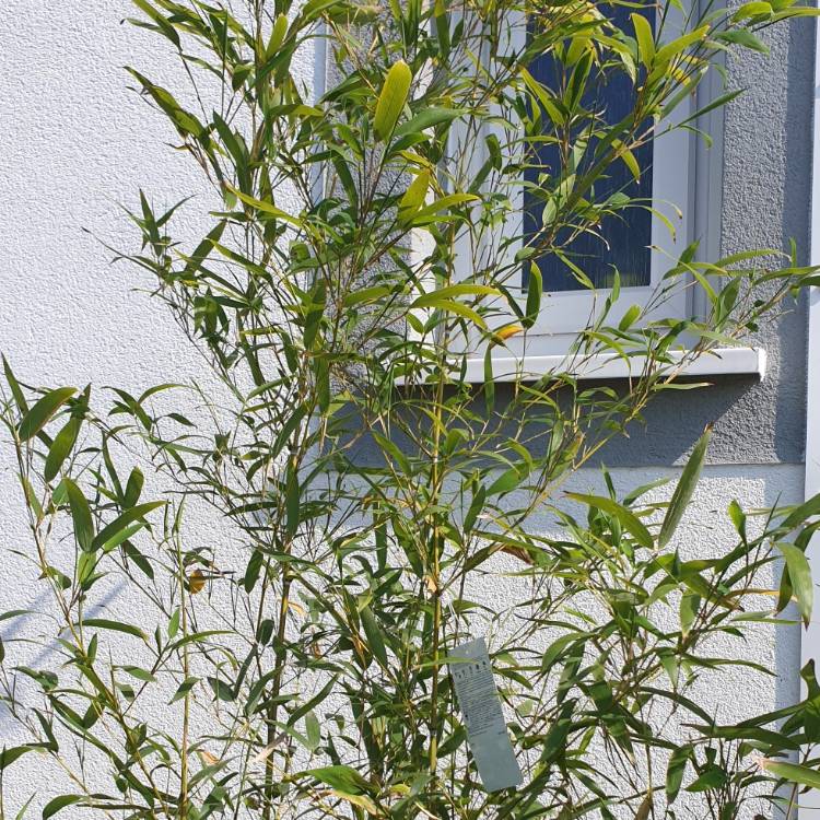 Plant image Phyllostachys aurea 'Albovariegata'