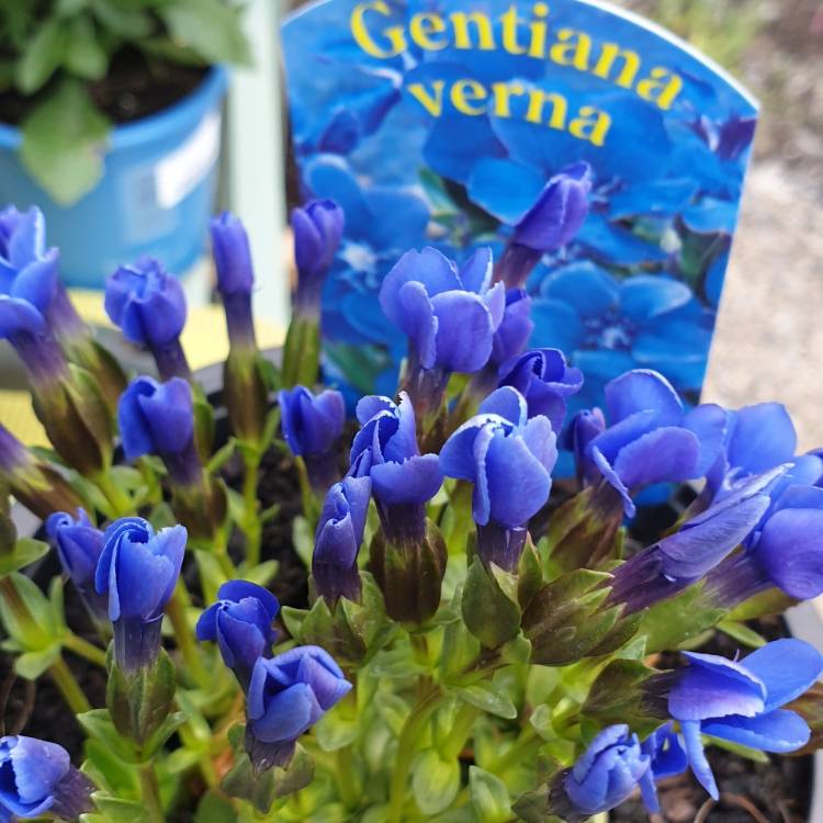 Plant image Gentiana verna