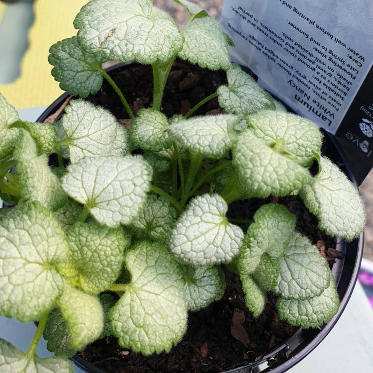 Plant image Lamium Maculatum 'White Nancy'