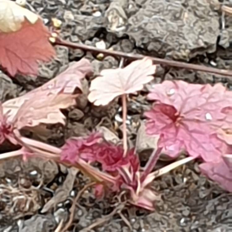 Plant image Heuchera 'Peach Flambe'