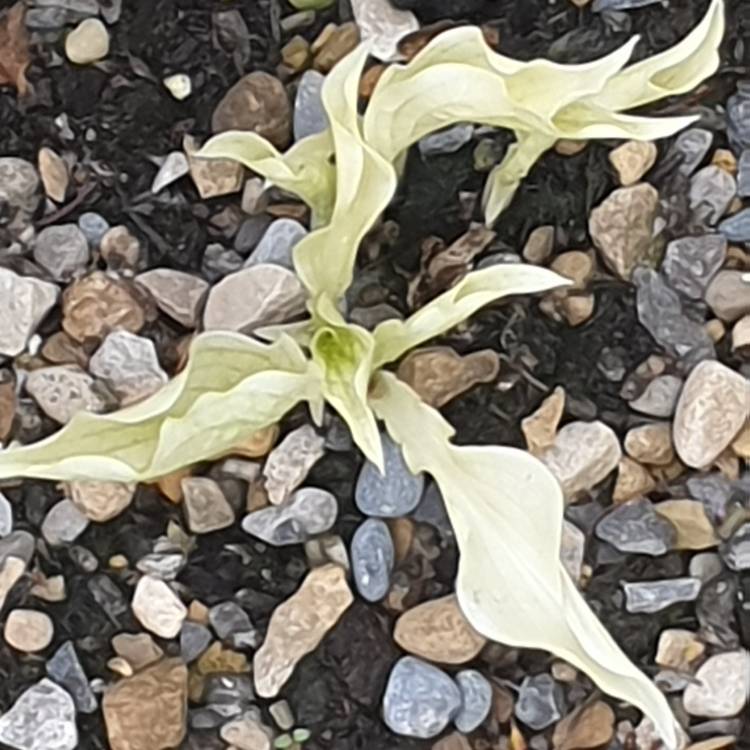 Plant image Hosta 'White Feather'