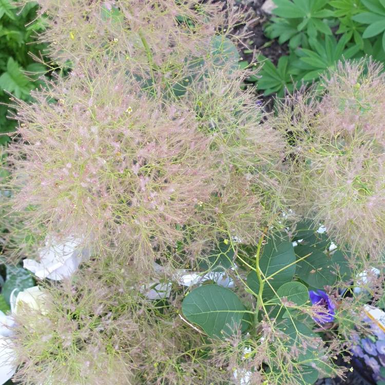 Plant image Cotinus coggygria 'Young Lady'