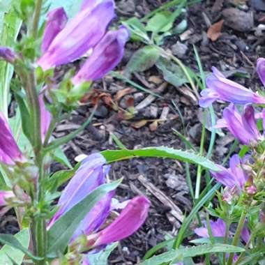 Penstemon 'Heavenly Blue'