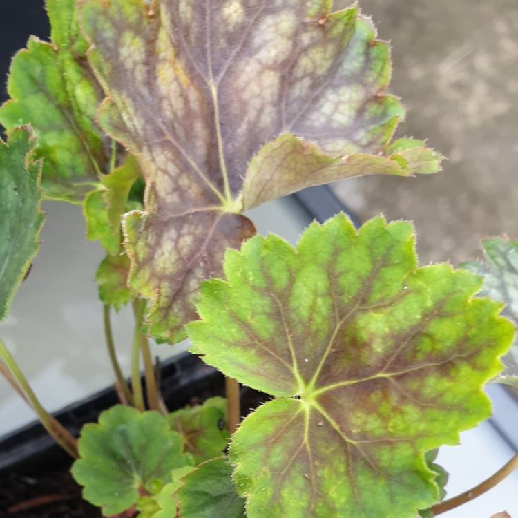 Plant image Heuchera 'Marvelous Marble'